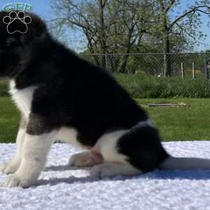 Jake, Akita Puppy